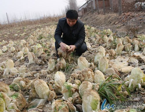 聊城60萬(wàn)斤爛白菜“變廢為寶”